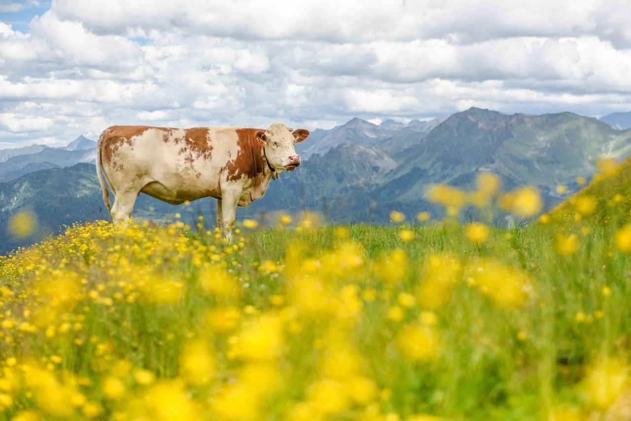 Kuh auf blühender Wiese in Zauchensee